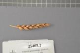 Click for 1 image(s) for this accession. Spike